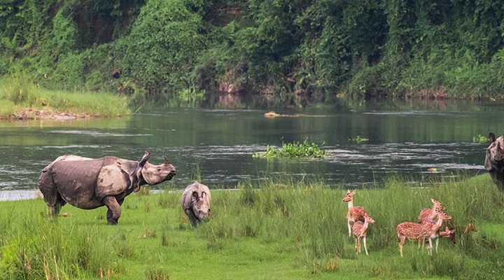 Wildlife Safari Chitwan National Park
