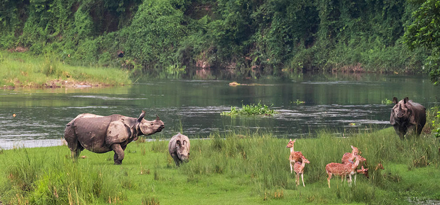 Wildlife Safari Chitwan National Park, Nepal, a jungle safari tour