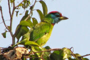 Bardia National park