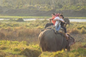 elephant in chitwan national park
